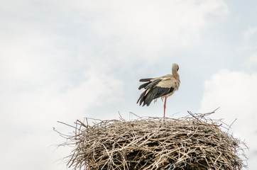 Stork in the nest 