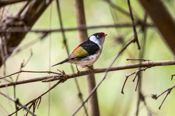 Pin-tailed Manakin (Ilicura militaris)
