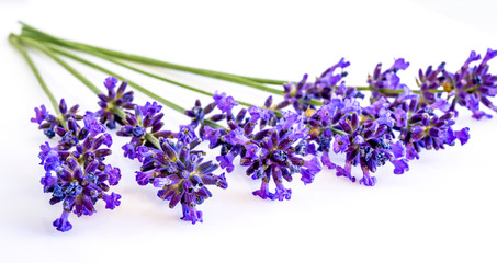 Naklejka premium Bouquet of lavender