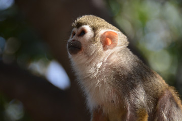 Cute monkey thinking