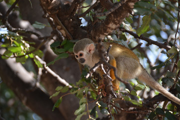 Cute little monkey climbing