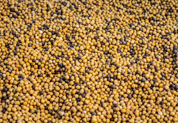 Mustard, seed. spice