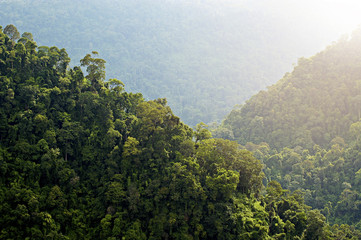 Tropical Rainforest Mountains Complete Full of green trees.