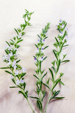 Spice, savory, twig, bloom