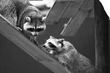 duo de ratons NB