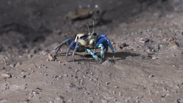Blue Fiddler crab eating something from the mud.