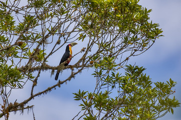 Fototapeta premium Toucan