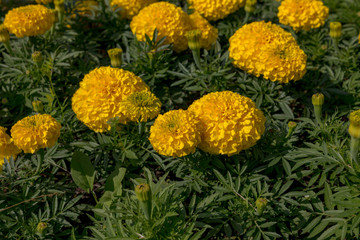 Tagetes is a genus