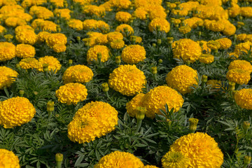 Tagetes is a genus