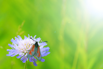 Color insect in flower