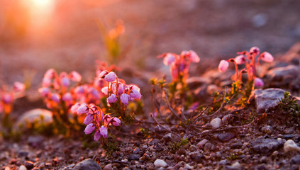 Obraz na płótnie Canvas Flowers berry voroniha in the rays of the dawn sun on the tundra in the north of Russia
