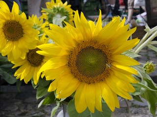 Sonnenblumen