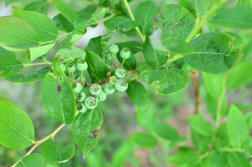 Green unripe blueberry on bush in a garden in springtime