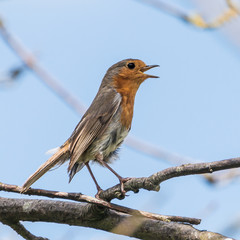 Singing
