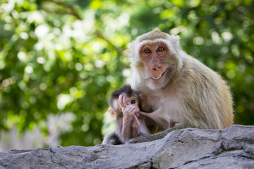Naklejka premium Image of mother monkey and baby monkey on nature background. Wild Animals.