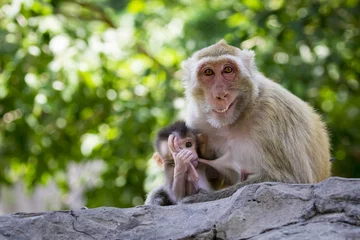 Papier Peint photo Lavable Singe Image de mère singe et bébé singe sur fond de nature. Animaux sauvages.