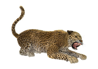 3D Rendering Big Cat Leopard on White