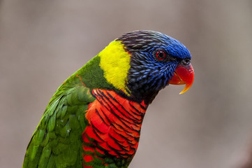 lory