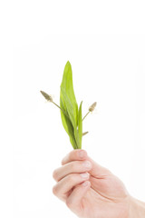 Holding plantago plant in hand isolated.