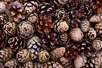 Background of pine cones