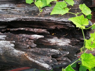 Pianta che cresce su legno in Natural background