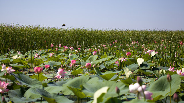 The blooming of pink lotus in Astrakhan region, river, summer. Russia wild nature.