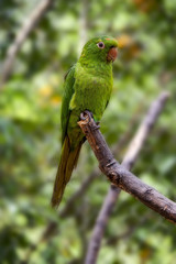 Parakeet