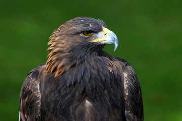 Steinadler