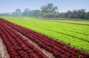 Salatfeld in der Südpfalz, Pfalz, Rheinland-Pfalz, Deutschland