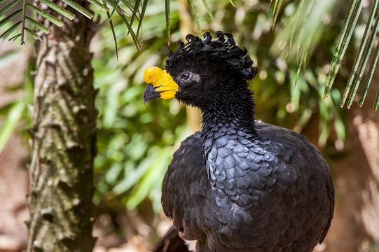 Curassow