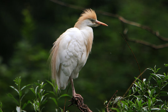 AST, BUBULCUS, FEDERN, H&auml;UBCHEN, IBIS, SCHNABEL, VOGEL, WEI&szlig;