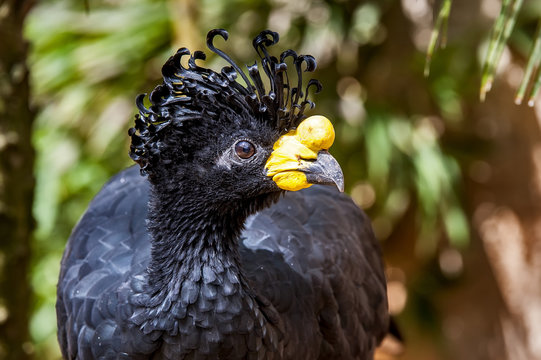 Curassow