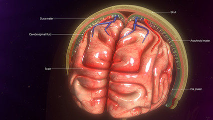 Meninges