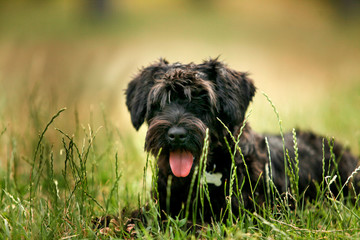 black miniature schnauzer puppy sitting outdoors