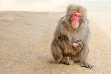 Japanese macaques mother feeding her hugged puppy baby sitting on the ground at Iwatayama Monkey Park of Arashiyama town in Kyoto prefecture, Japan. Copy space.