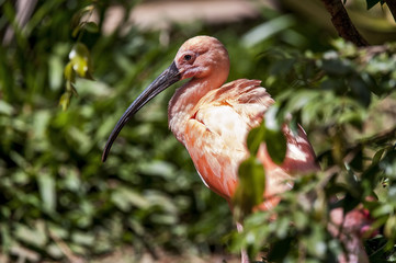 Ibis