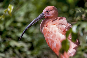 Ibis