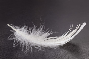 Fluffy feather on dark background