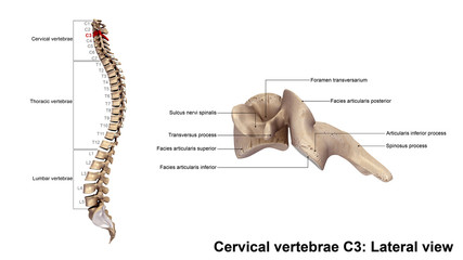 Cervical vertebrae C3_Lateral view - obrazy, fototapety, plakaty