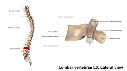 Lumbar vertebrae L3_Lateral view
