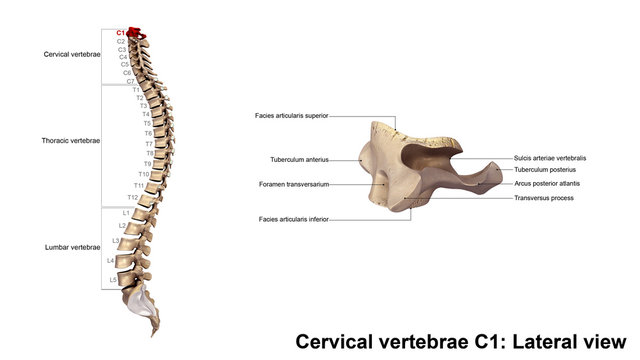 Cervical vertebrae C1_Lateral view