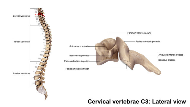 Cervical vertebrae C3_Lateral view
