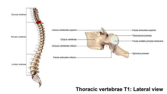 Thoracic vertebrae T1_Lateral view