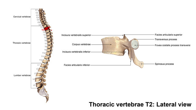 Thoracic vertebrae T2_Lateral view