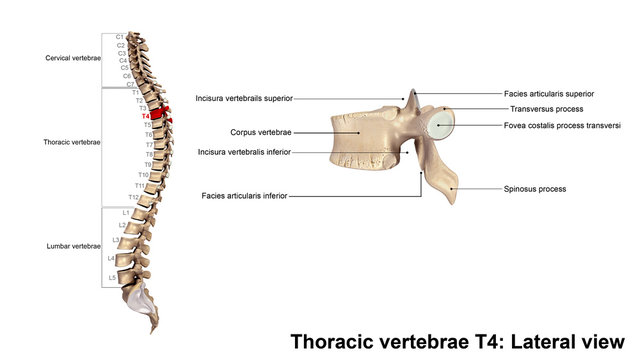 Thoracic vertebrae T4_Lateral view