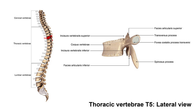 Thoracic vertebrae T5_Lateral view