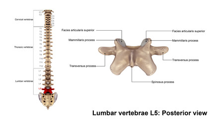 Lumbar vertebrae L5_Posterior view