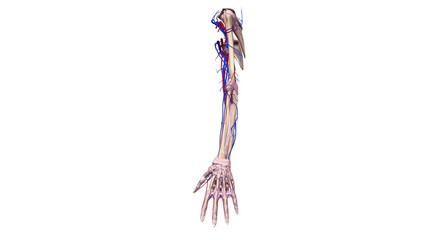 Upper limbs with ligaments and blood vessels lateral view