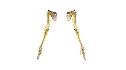 Upper limbs with nerves anterior view