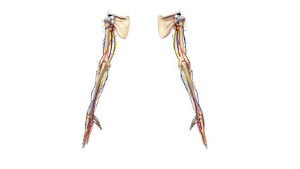 Obraz premium Upper limbs with nerves and blood vessels posterior view